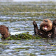 Image: Penny Palmer/Comedy Wildlife Photo Awards